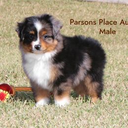 800 - Blue merle male Toy Australian Shepherd puppy in Chandler, Oklahoma from Parsons Place Aussies