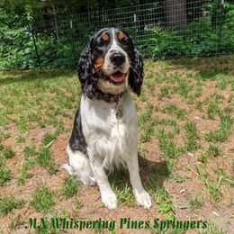 English Springer Spaniel All Grown Up from MN Whispering Pines Springers
