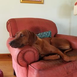 Faith - Rhodesian Ridgeback