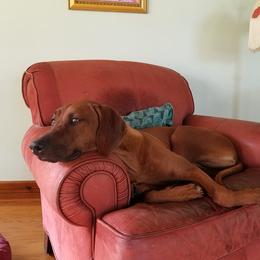 Faith - Rhodesian Ridgeback