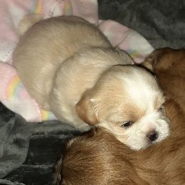 Shih Tzu Puppies from N.F.S.T Imperial ShihTzu Puppies.