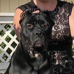 Tiva - Cane Corso