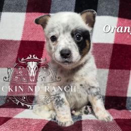 Orange - Blue male Australian Cattle Dog puppy in Silsbee, Texas from Rockin ND Ranch