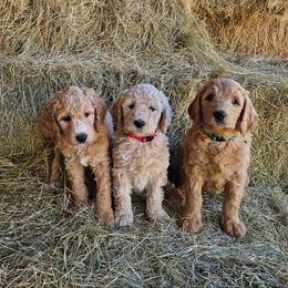 Goldendoodle Puppies from Southern Charm Goldendoodles
