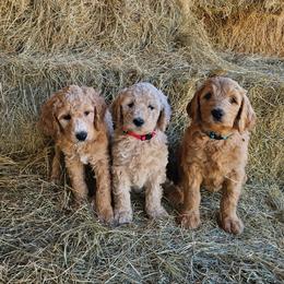 Goldendoodle Puppies from Southern Charm Goldendoodles