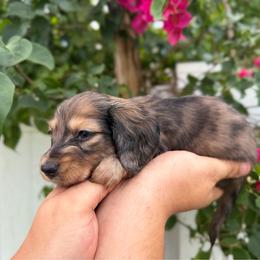 Hypaxia - AKC - Dapple female Dachshund puppy in Englewood, Florida from Dach of Doxies