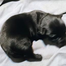 Blk Female 1 - Black female Scottish Terrier puppy in Smiths Grove, Kentucky from Moore's We Little Farm AKC Scotties