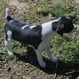 Melanie - Black and white female Rat Terrier puppy in Ukiah, California from Poem's Haven Rat Terriers..AKA Mysthaven Rat Terriers
