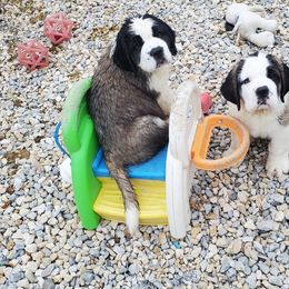 Saint Bernard Puppies from Dementhon Saint Bernards