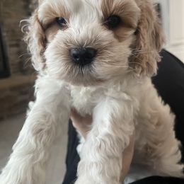 Cockapoo Puppies from M&M Cockapoos of Iowa