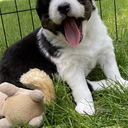 Australian Shepherd Puppies from Wild Atlantic  Aussies
