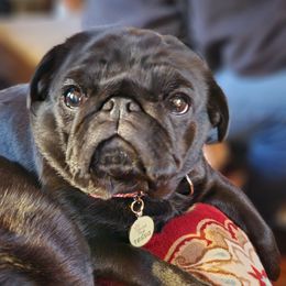 Tessa - Pug