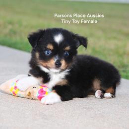 TEENY TINY - Black tri female Toy Australian Shepherd puppy in Chandler, Oklahoma from Parsons Place Aussies