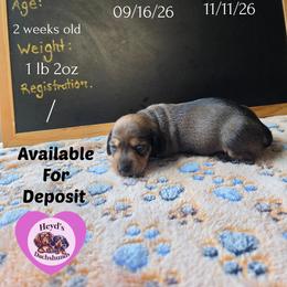 Pips - Red female Dachshund puppy in Hoquiam, Washington from Heyd's Mini Dachshunds
