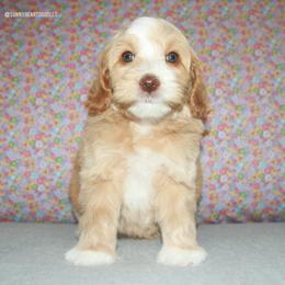 Oleander - Caramel male Australian Labradoodle puppy in Hackettstown, New Jersey from Sunny Heart Doodles