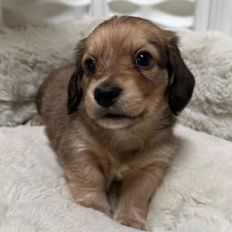 Valjean - Cream male Dachshund puppy in Eureka, California from Seaside Doxies