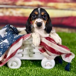 Mochi - Piebald female Dachshund puppy in Westport, Kentucky from Lonestar Creek Farm