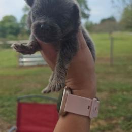 Toby - Blue male Pomeranian puppy in Chattanooga, Tennessee from Valley Poms
