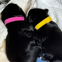 Girl 5 - female Miniature Schnauzer puppy in Bullard, Texas from Black Gold Miniature Schnauzers