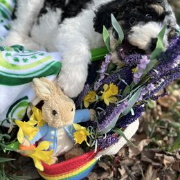 Bernedoodle Puppies from Doodles & Spice