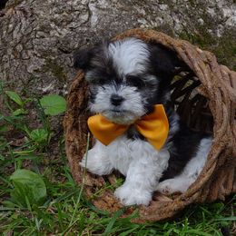Companion Cross, Mal-Shi, Maltese, Maltipoo, Morkie, and Shih Tzu Puppies from Seeking Shalom Acres Maltese, Maltipoos & Havamalts