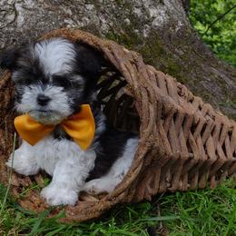 Companion Cross, Mal-Shi, Maltese, Maltipoo, Morkie, and Shih Tzu Puppies from Seeking Shalom Acres Maltese, Maltipoos & Havamalts