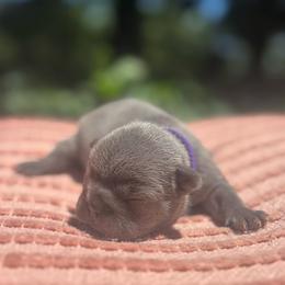 Daphne - Blue female French Bulldog puppy in Salisbury, Maryland from 77 Frenchies Maryland