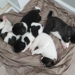 Akita Puppies from Georgia Bred Akita Bears