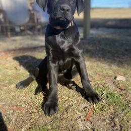 Labrador Retriever Puppies from The Homestead at Little Creek