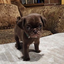 Ralphie - Fawn male Pug puppy in Hartsville, South Carolina from PearlsPlayhousePugs
