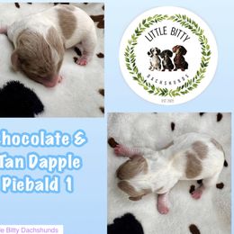 Chocolate and Tan Dapple Piebald 1 - Dapple male Dachshund puppy in Tecumseh, Oklahoma from Little Bitty Dachshunds