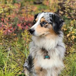 Miniature Australian Shepherds from Victor Mini Aussies