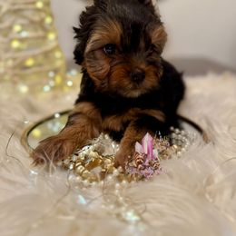 Flint (Mini Shop and Hocus Pocus Lineage) - Black and tan male Yorkshire Terrier puppy in Pittsburg, California from Crystal Garden Yorkies