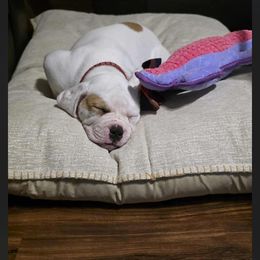 American Bulldog Puppies from Genesis American Bulldogs