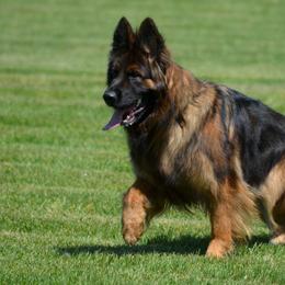 Vennie - German Shepherd