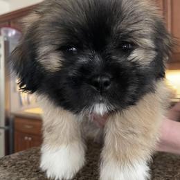 Boy 3  Yellow - Brown male Lhasa Apso puppy in Palm Bay, Florida from Lhasa Apso Doggy Stylez Fl
