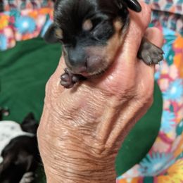 Boy 1 - Black and tan Dachshund puppy in Sarasota County, Florida from Donna's Mini Joys