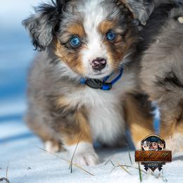 Slate - Blue merle male Toy Australian Shepherd puppy in Granbury, Texas from Best Little Aussies