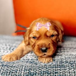 Payton - Red female Australian Labradoodle puppy in Decatur, Alabama from Southern Meadows Doodles