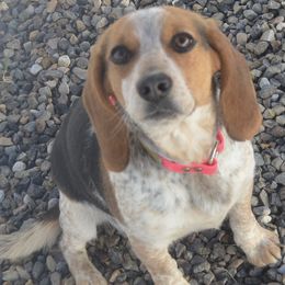 Beagles and Labrador Retrievers from Badland Kennel