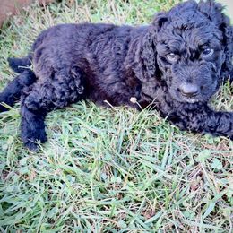 Saint Berdoodle Puppies from Highland Ridge Doodles
