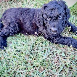 Saint Berdoodle Puppies from Highland Ridge Doodles