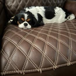 Cavalier King Charles Spaniel puppies from Dandelions and Kings