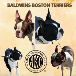 Boston Terrier puppies from Baldwins Boston Terriers