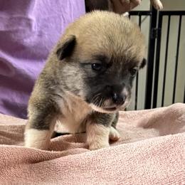 Girl 2 - Red female Pembroke Welsh Corgi puppy in Moulton, Alabama from Reed's Pembroke Corgi Welsh