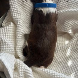 English Springer Spaniel Puppies from Sparks Springer Spaniels