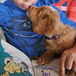 Cindy Lou - Dr Suess Litter - Caramel red female Labradoodle puppy in Phelan, California from Family Doodles