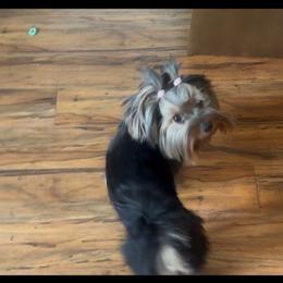 Estrella - Yorkshire Terrier