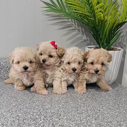 Maltipoo puppies from Poodle Me Crazy