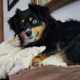Miniature Australian Shepherd and Toy Australian Shepherd Puppies from Miller Hill Aussies